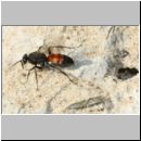 Evagetes proximus - Wegwespe w01a 11mm - Sandgrube Niedringhaussee-det.jpg